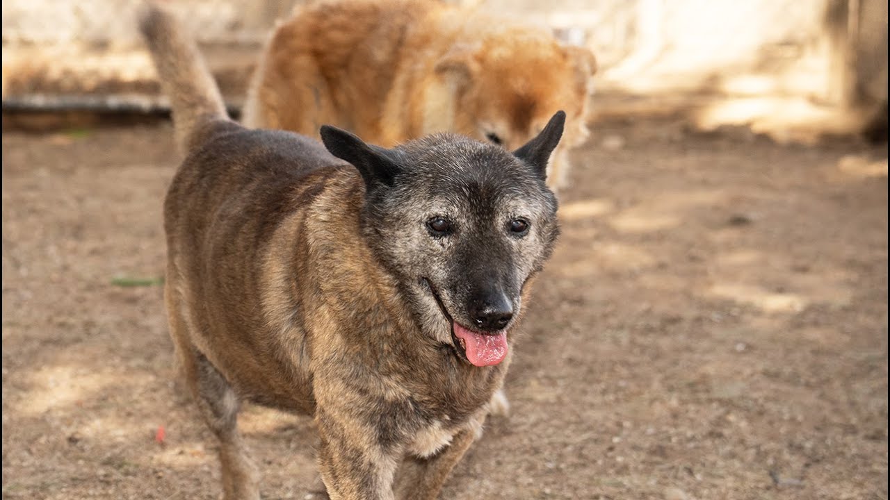 Watch as widowed dog comes alive when she realizes she's in love again! [Ep 29]