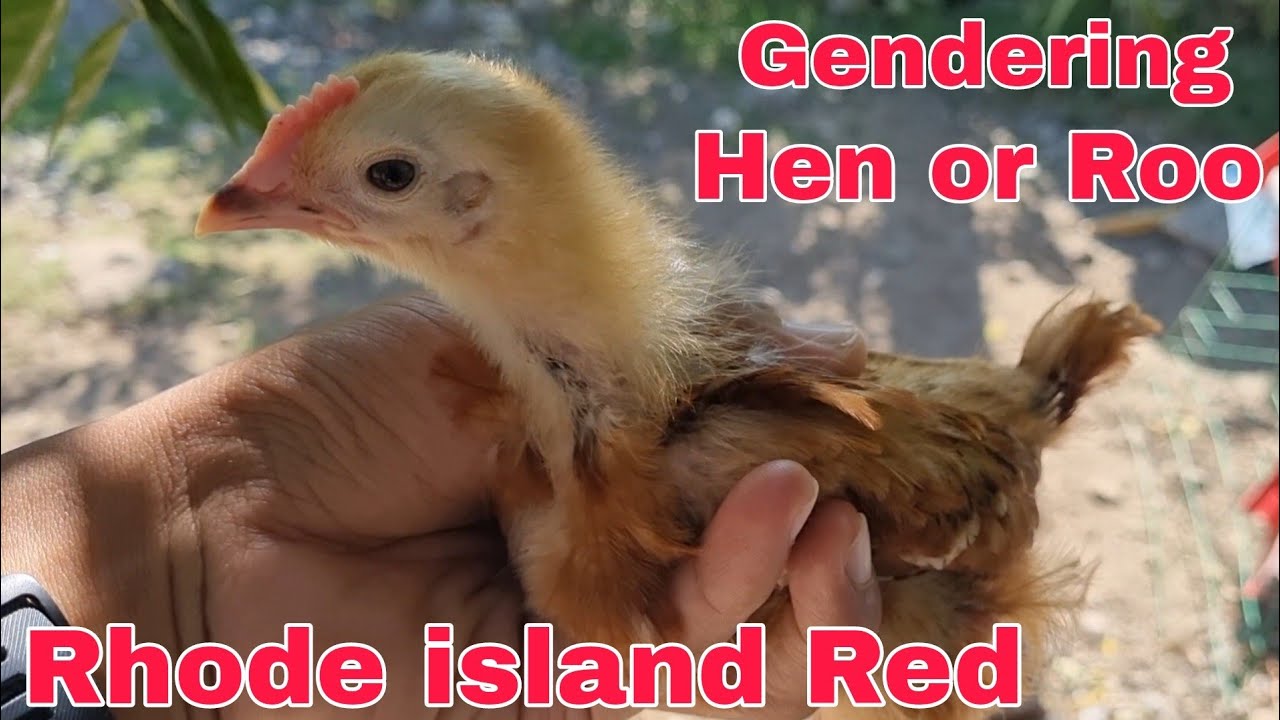 Rhode island Red Gendering after 3 weeks old...Vlog#73