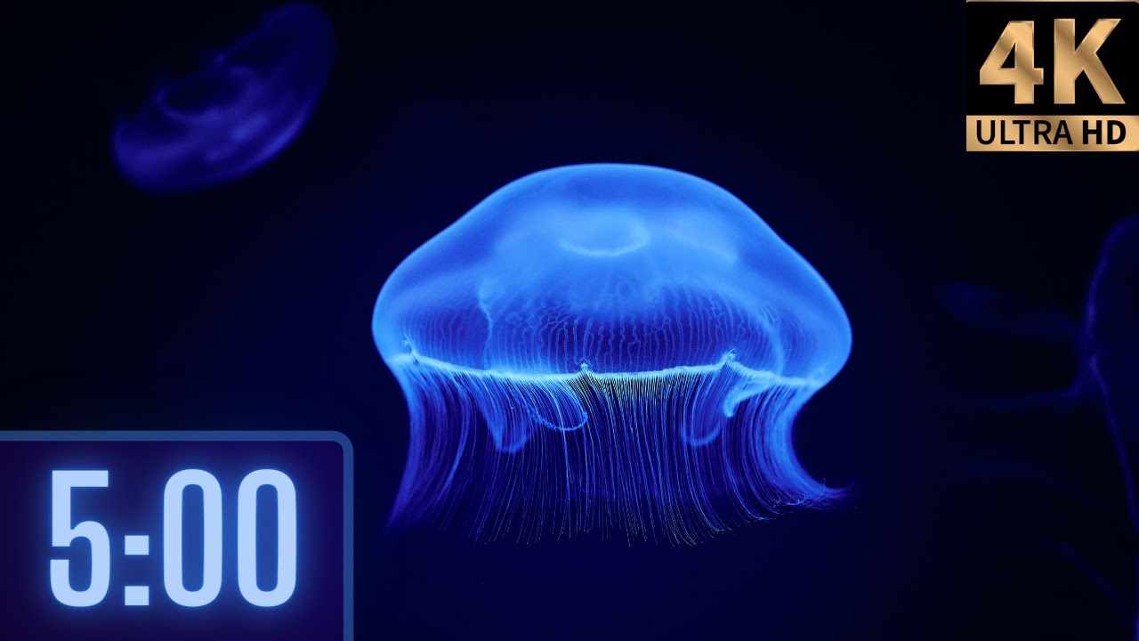 5 Minute 4K Relaxing Jellyfish Timer for kids | Music 🎵 and Alarm 🔔