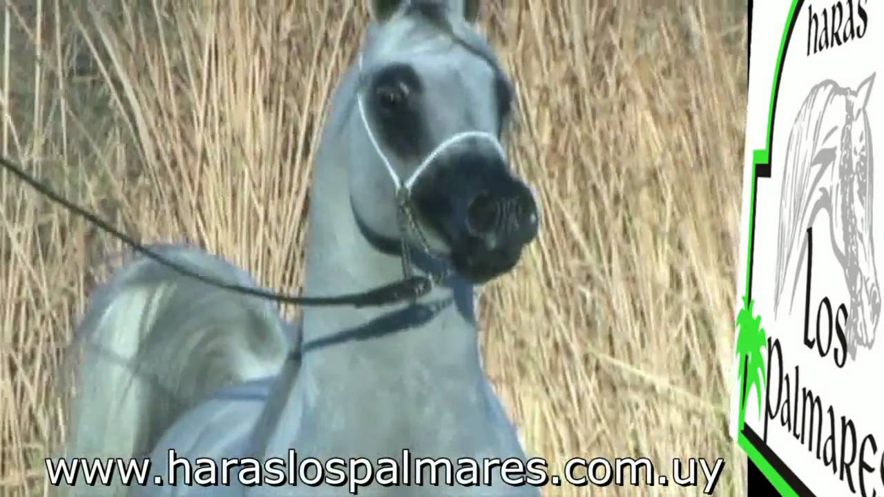 HARAS LOS PALMARES -  LAMAN HVP