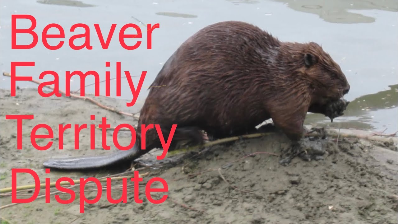 2 Beaver Families in Dispute Over Territory in Saskatoon