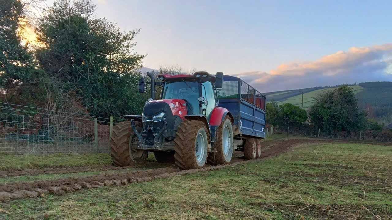 Cleaning Out The Cattle Shed!! And Hauling Dung!! ~ Case Maxxum 150 Multicontroller! ~ JCB TM320! 🇮🇪