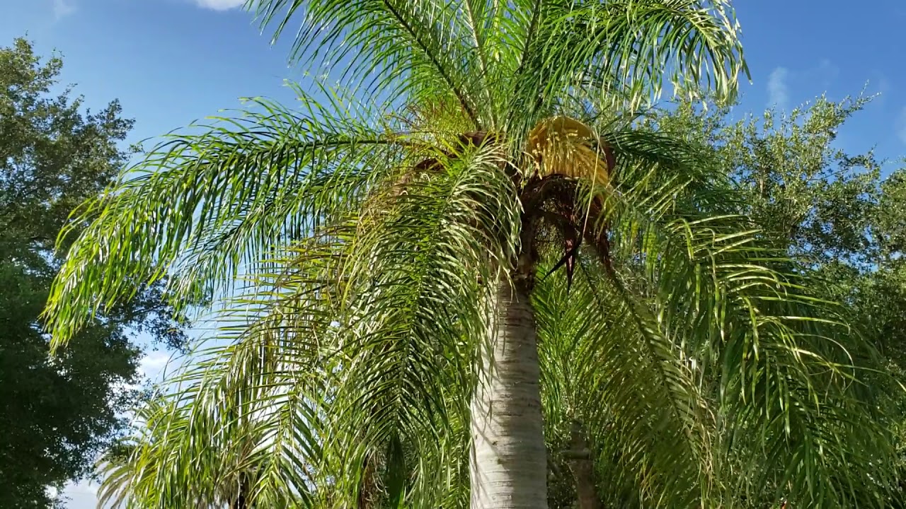 Acrocomia aculeata - The Macaw Palm, a Lesser Known Cold Hardy Palm From The Northern Caribbean.
