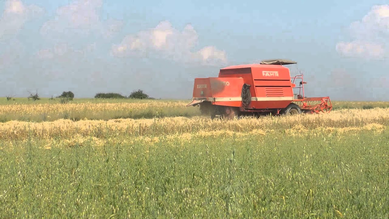 Żniwa 2013 Jęczmień Ozimy FAHR M-750 W Akcji Czyli Pierwsze żniwa na lubelszczyźnie