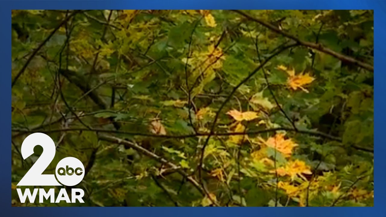 New tree disease could harm ecosystem
