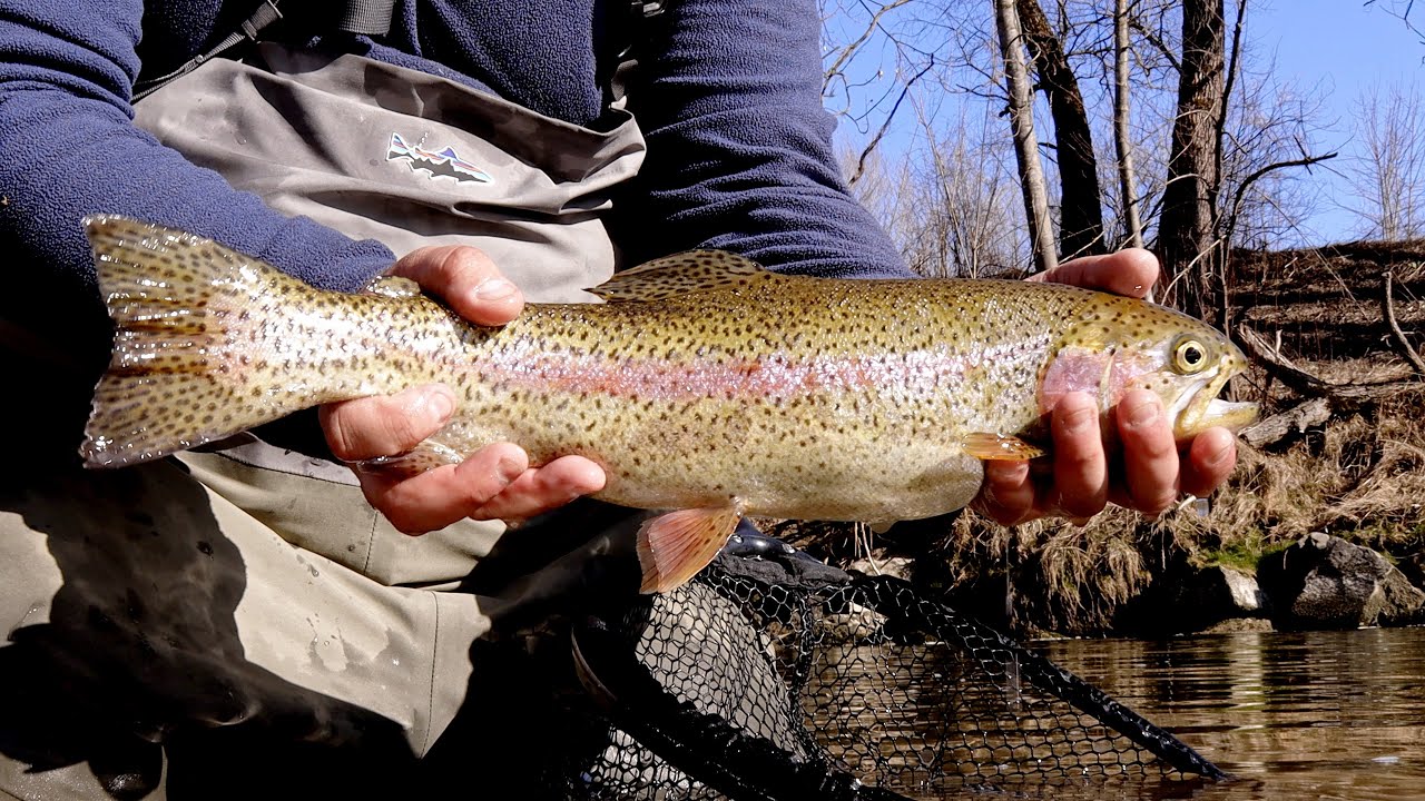 Fliegenfischen im Allgäu | Live-Bisse | Regenbogenforellen | Dry Fly | Nymphing | Streamer