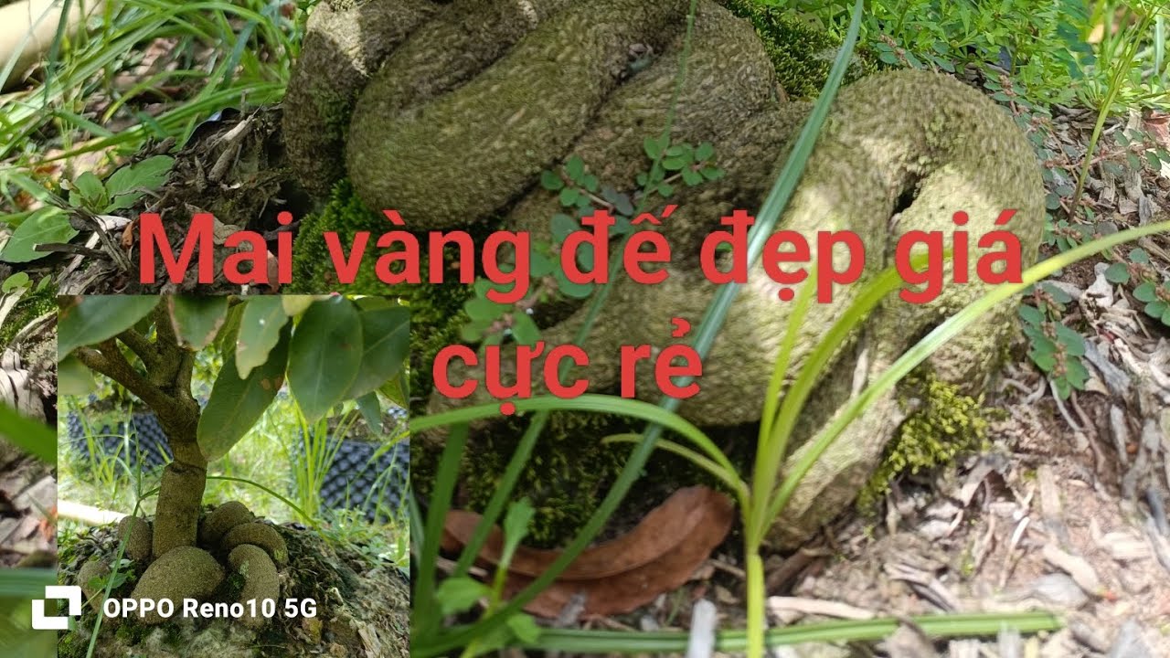 Mai đế rắn, bí,0395954787