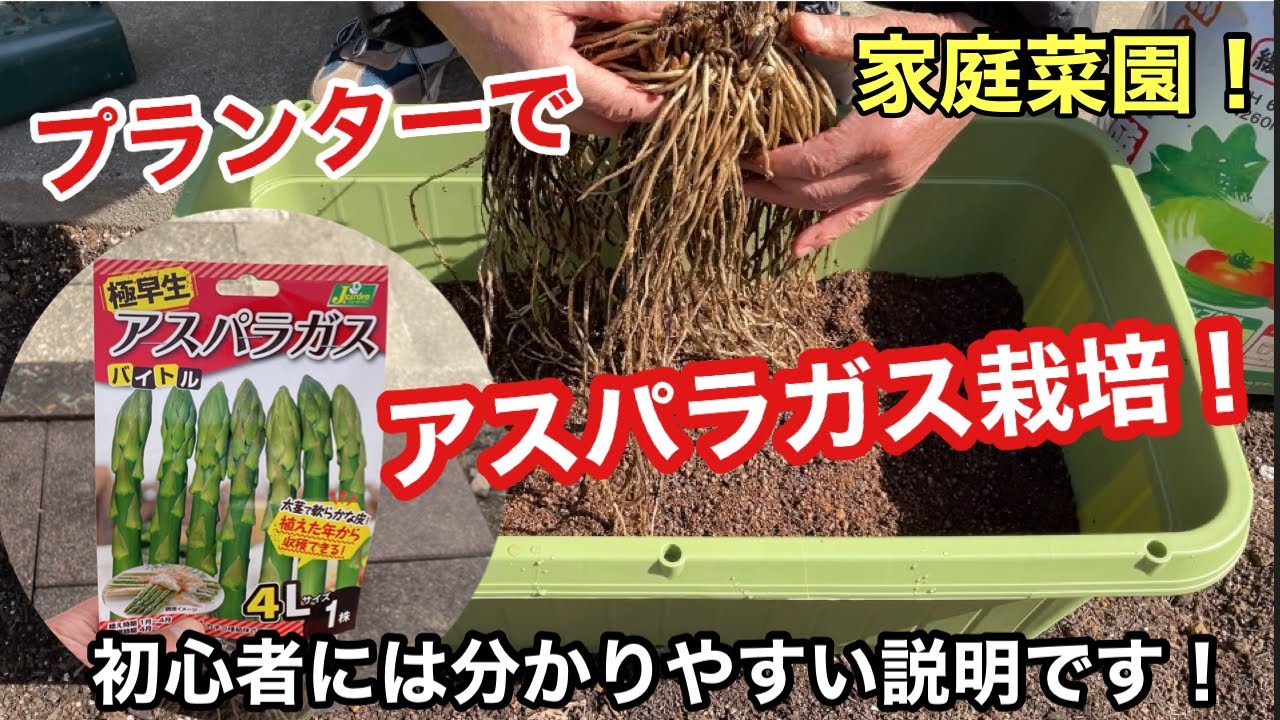 プランターでアスパラガス栽培！初心者にも簡単栽培！極早生アスパラガスは１年目から収穫出来ます！水やりは表面が乾かないようにこまめに与えます