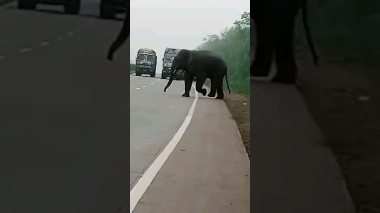 Elephant Road Crossing video || #elephantshortvideo