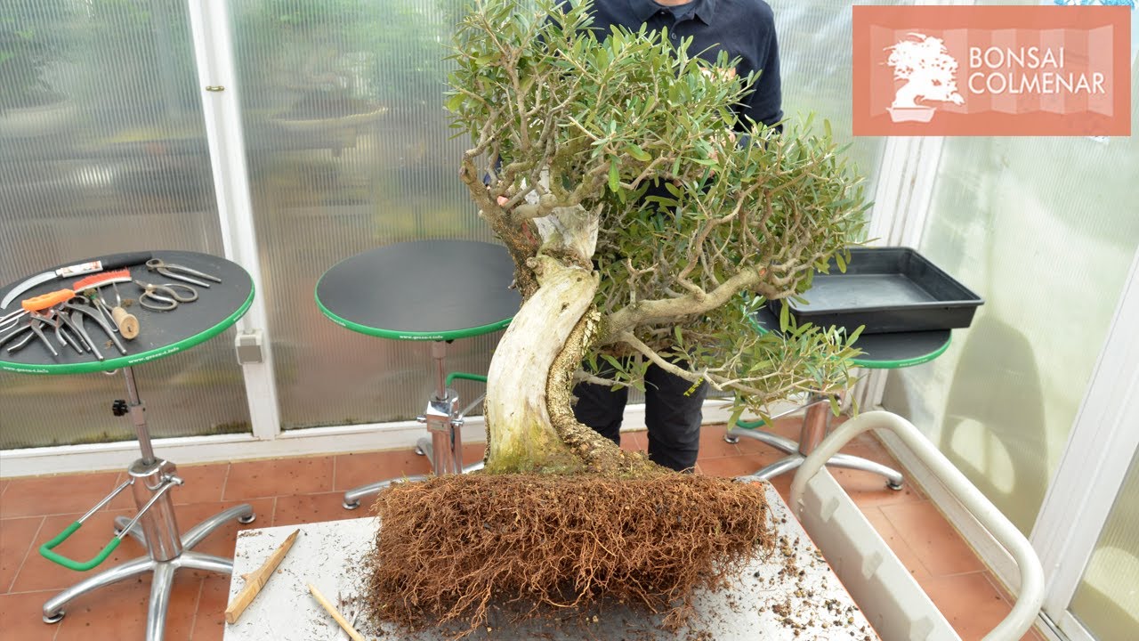 Olivo - De maceta de entrenamiento a bonsai - Bonsai Colmenar