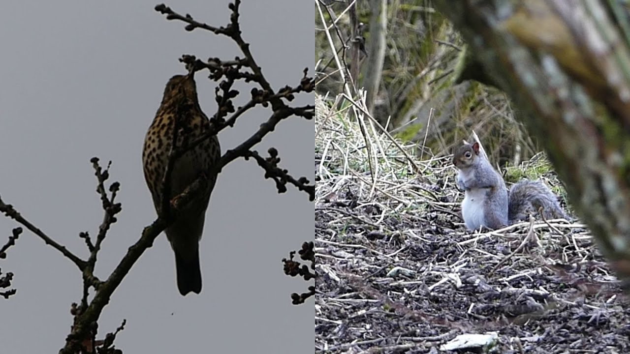 Beautiful Bird Songs and Cheeky Squirrel