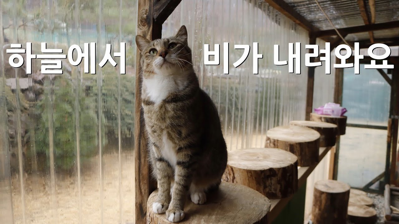 하루종일 비가 내려요.