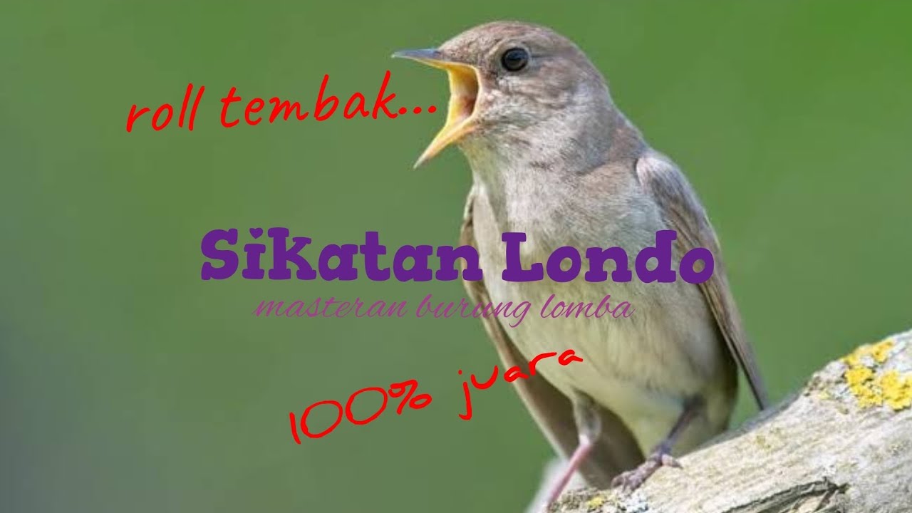Sikatan Londo roll tembak berirama merdu 