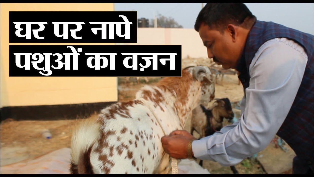 इस फार्मूले से आसानी से नापे पशुओं का वजन l Measure animal's weight by this easy formula