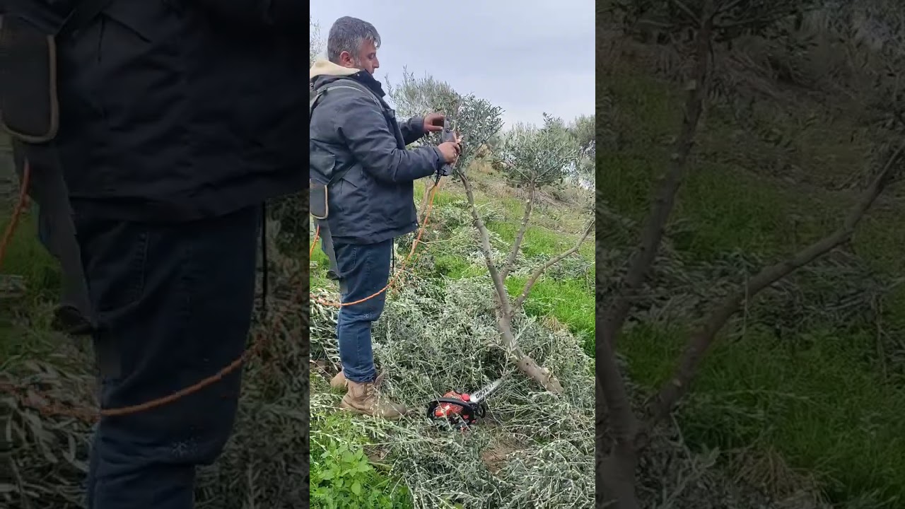 ZEYTİN AĞACINDAN S&Uuml;S BİTKİSİ YAPMA FORM OLUŞTURMA BUDAMASI