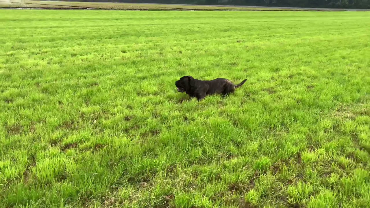 Black brindle Cane Corso