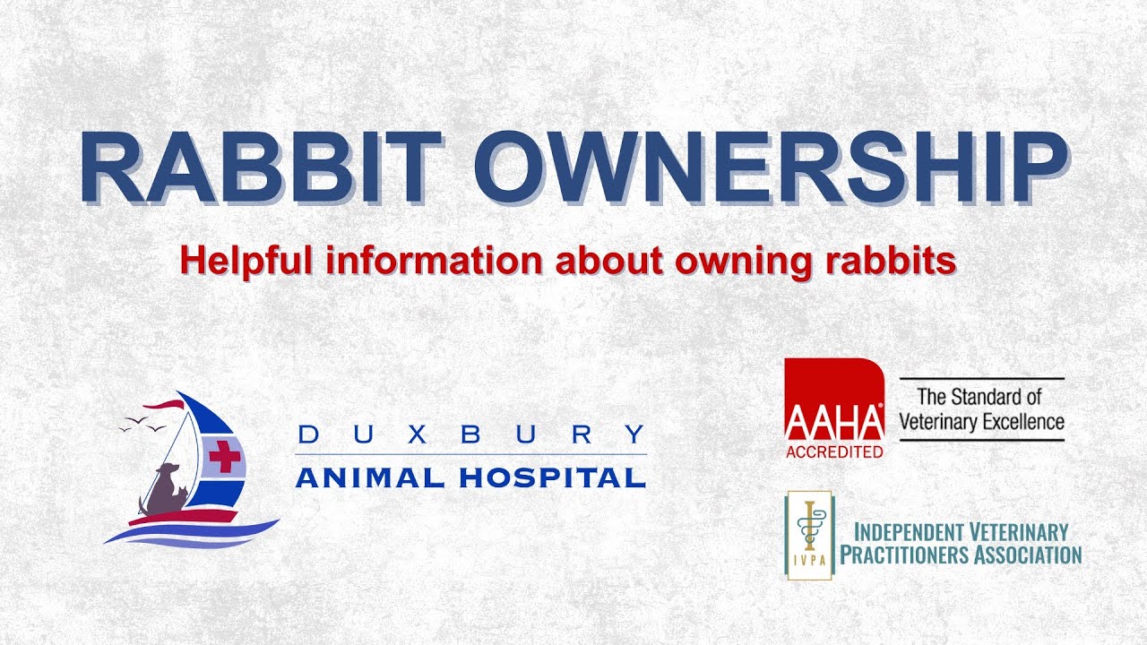 Rabbit Ownership - Helpful information about owning rabbits