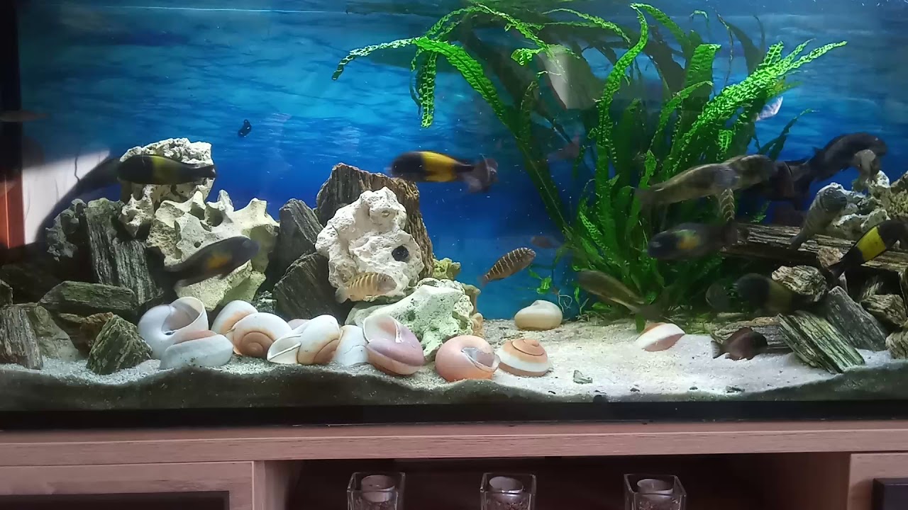 Fluval FX6  i małe zmiany w akwarium