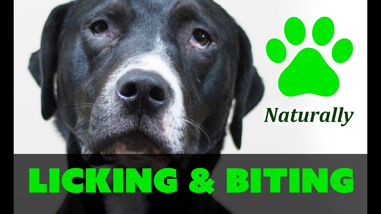 How to STOP your dog from LICKING and BITING PAWS Naturally!