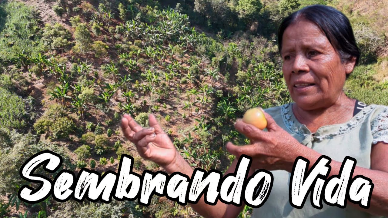 Guerrero - Sembrando Vida