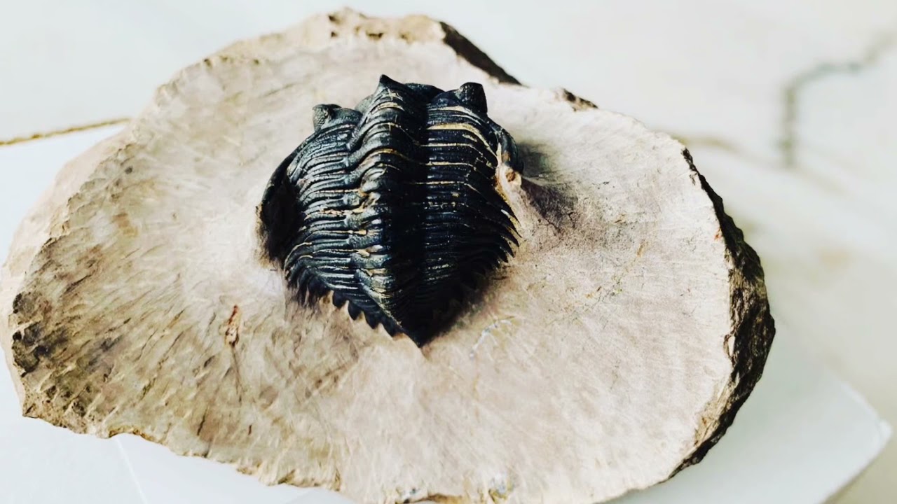 My first Trilobite!