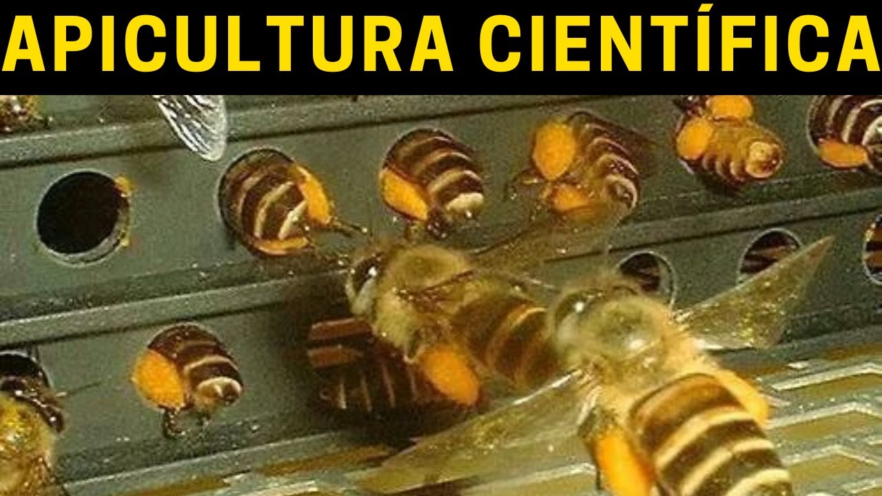 COMO produzir mais P&Oacute;LEN no seu api&aacute;rio? Apicultura Cient&iacute;fica com Apislogia
