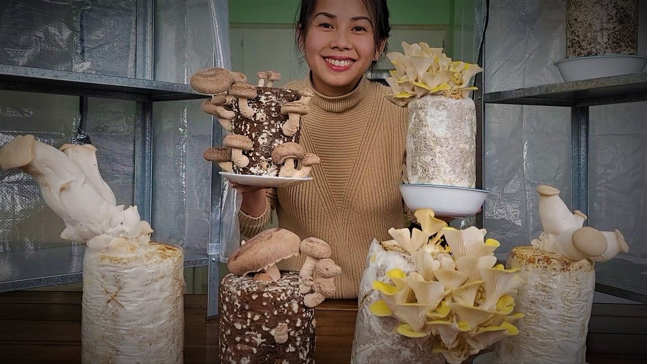 Chia Sẽ Cách Trồng Nấm Tại Nhà Đạt Hiệu Quả Tốt - Nấm Hương - Đùi Gà - Bờm Sư Tử - Bào Ngư