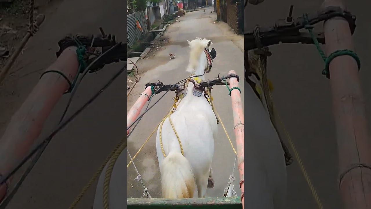 Tom Tom Gari/Ghorar Gari !! Traditional Horse Cart#travel #trending #shorts