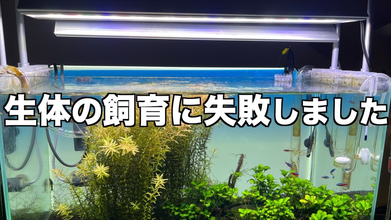 とても綺麗な熱帯魚の飼育に失敗しました