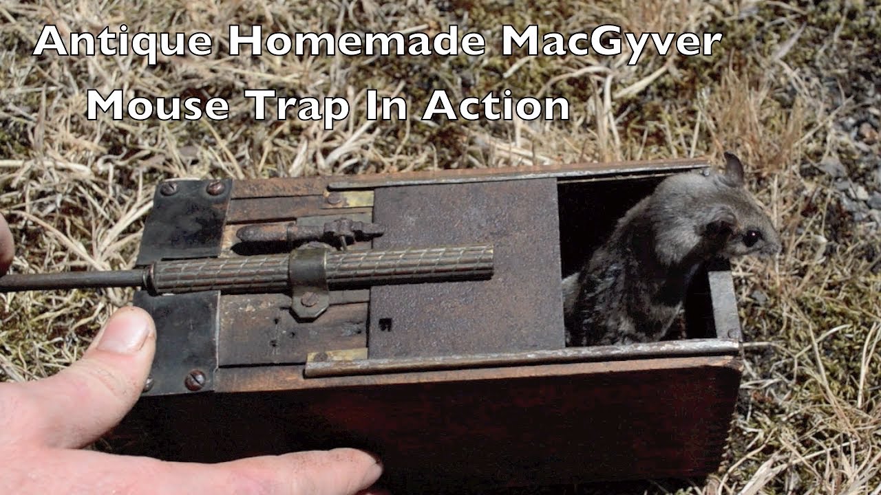 Antique MacGyver Mouse Trap In Action with Motion Cameras. *Honey Bee Hunting Trap*