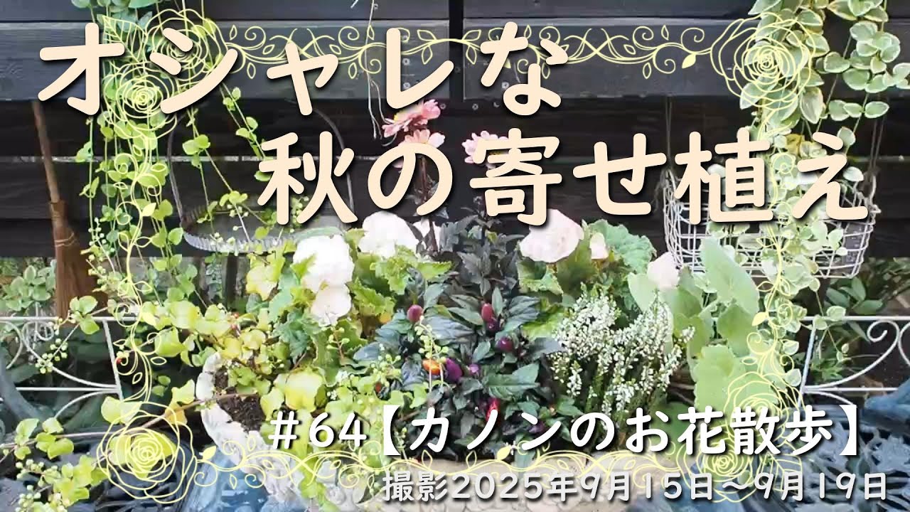 ＃64　秋のガーデニング・お花の背丈、花色、葉色、広がり方に配慮した秋色の寄せ植え作り・お庭のお花やリーフ類の紹介をしています