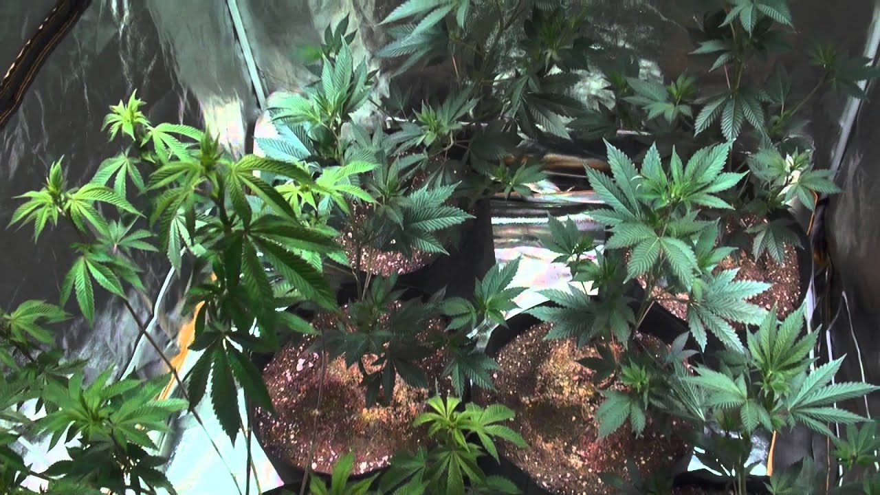 ULTIMATE LED TEST - GrowBlu Tent - Episode 12
