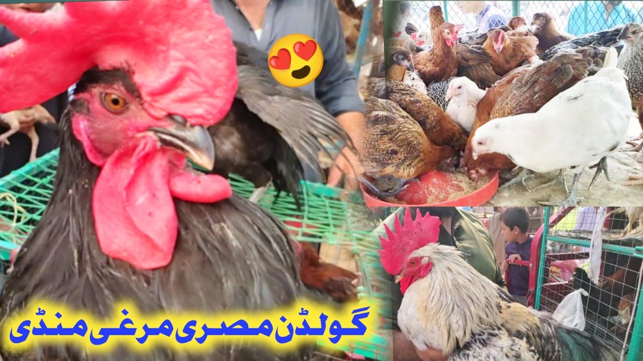 Golden Misri Chicken Mandi Updates 2023 | Izhar Ali Shah Vlogs
