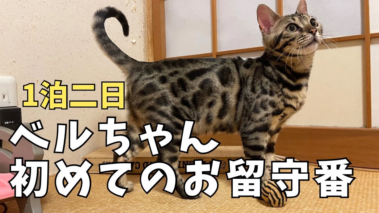 【ベンガル猫】ベルちゃん初めてのお留守番(1泊2日)