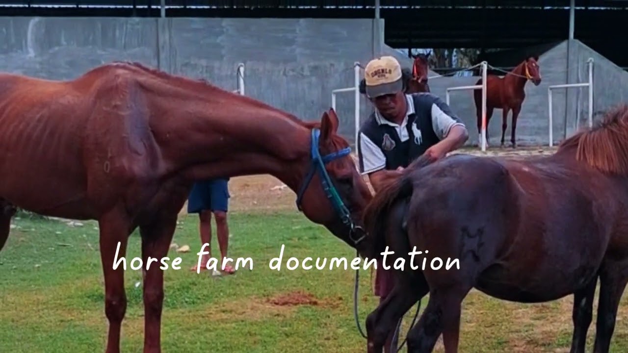 Horse farm documentation | atmosphere with horses at the MBB Stable Bima stables