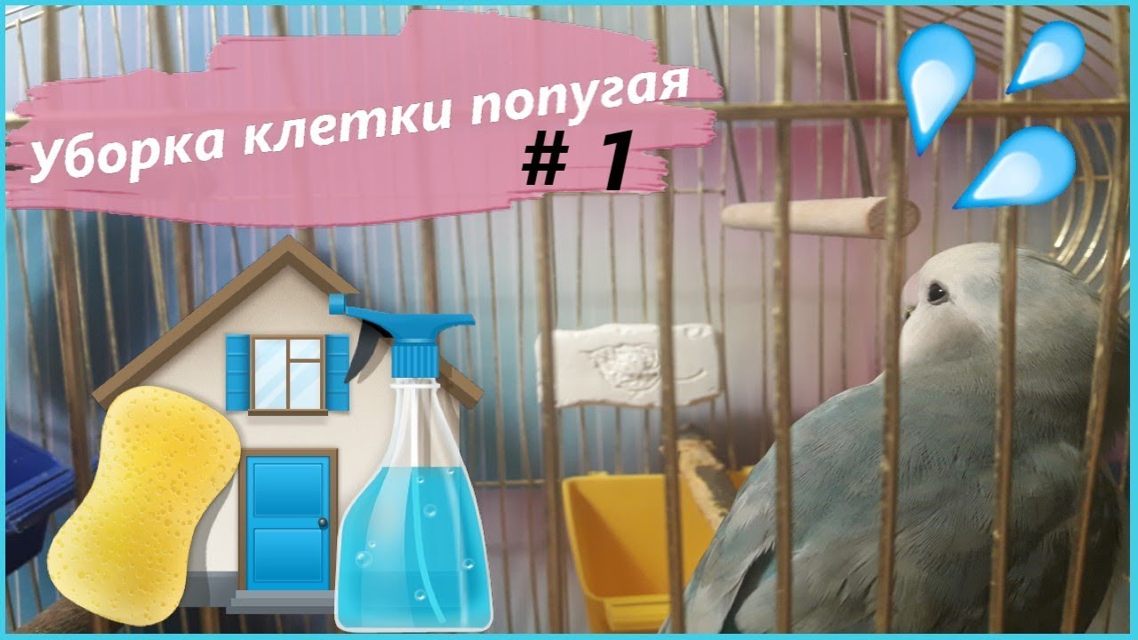 Генеральная уборка клетки попугая # 1