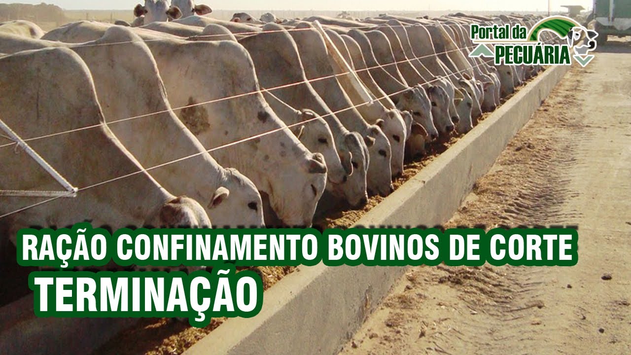 Ração confinamento bovinos de corte -  terminação