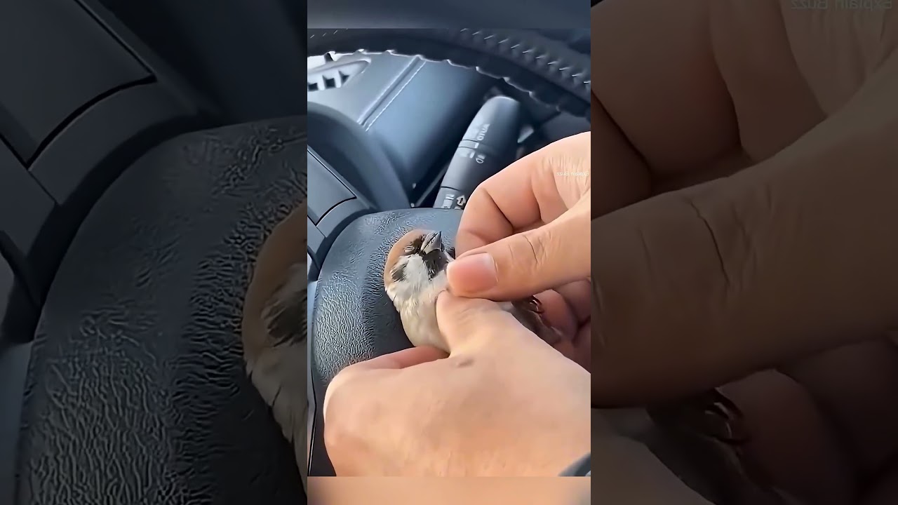 Ten Chłopak Ożywił Zamarzniętego Ptaka 😯❤️