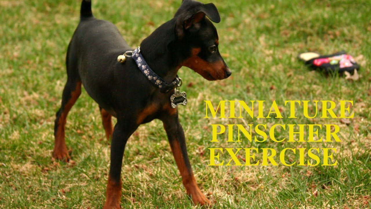 Miniature Pinscher Exercise [Needs and Ideas]