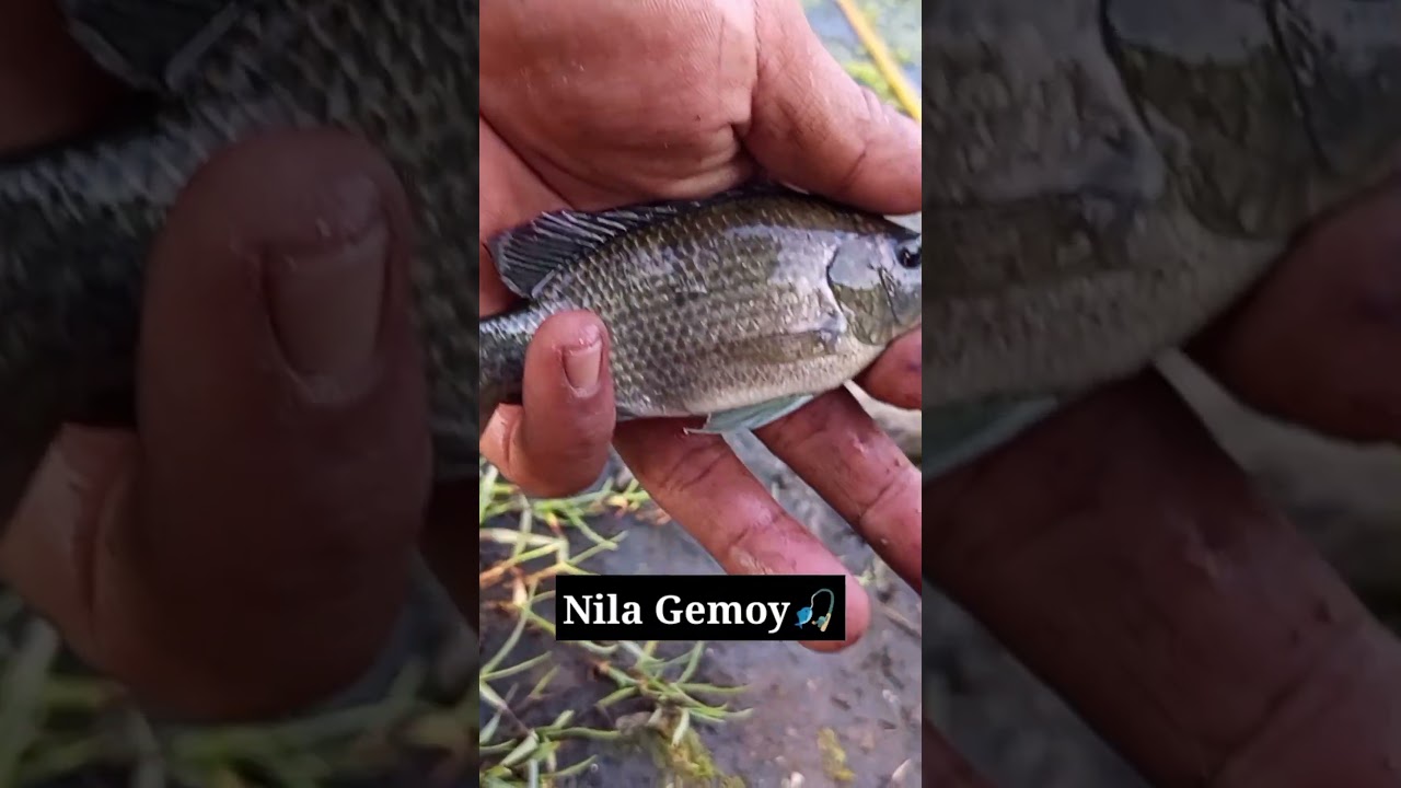 MANCING NILA GEMOY NIH‼️ 