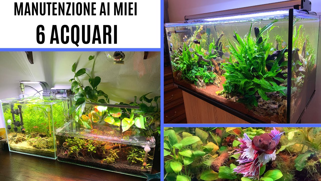 FACCIO LA MANUTENZIONE ai miei 6 ACQUARI 💦💪🏼