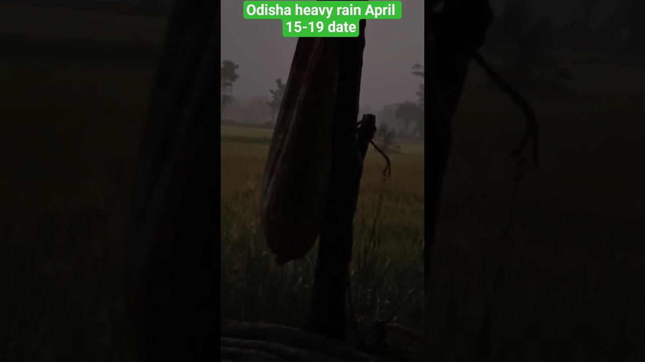 heavy rain in western odisha#shorts #shortsfeed#viralvideo #cyclone #shortvideo