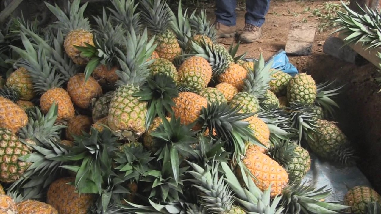 VRAEM: SOBRE LA INDUCCIÓN NATURAL EN LA PIÑA