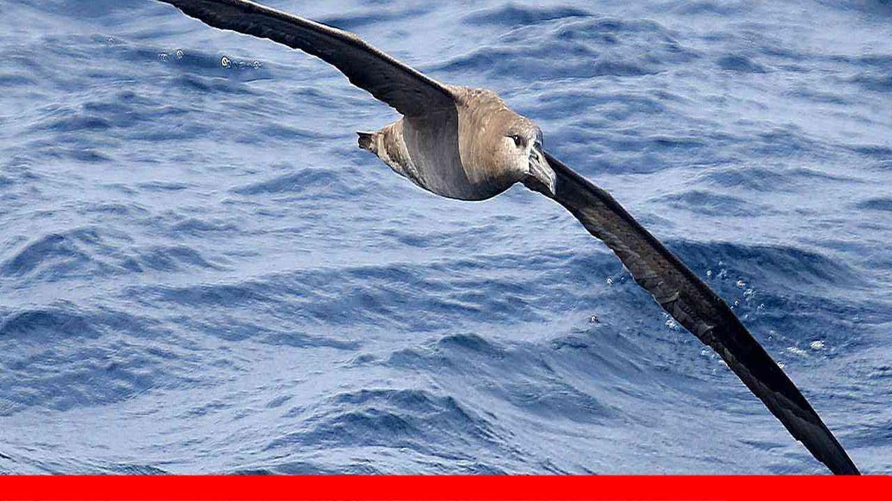 Types Of Seabirds 🛋️