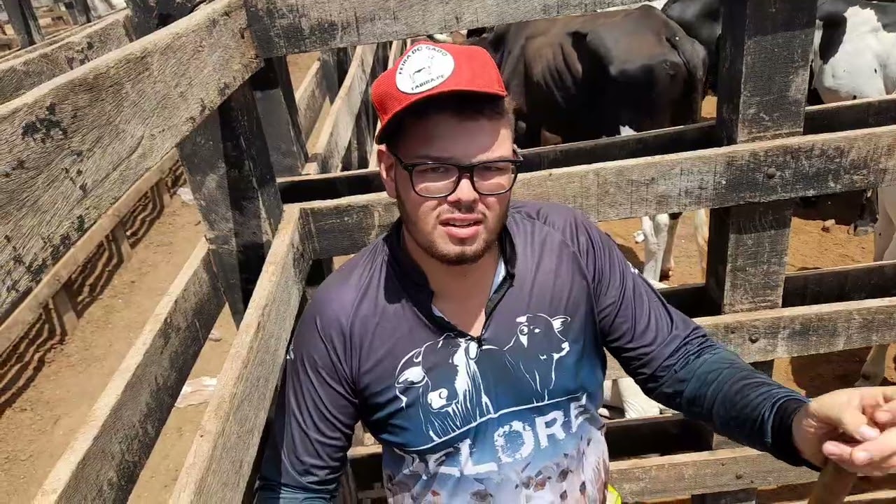 Bezerros mestiço na feira de gado em tabira PE 