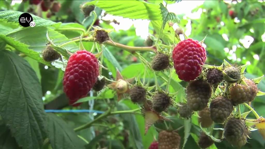 Frutos silvestres