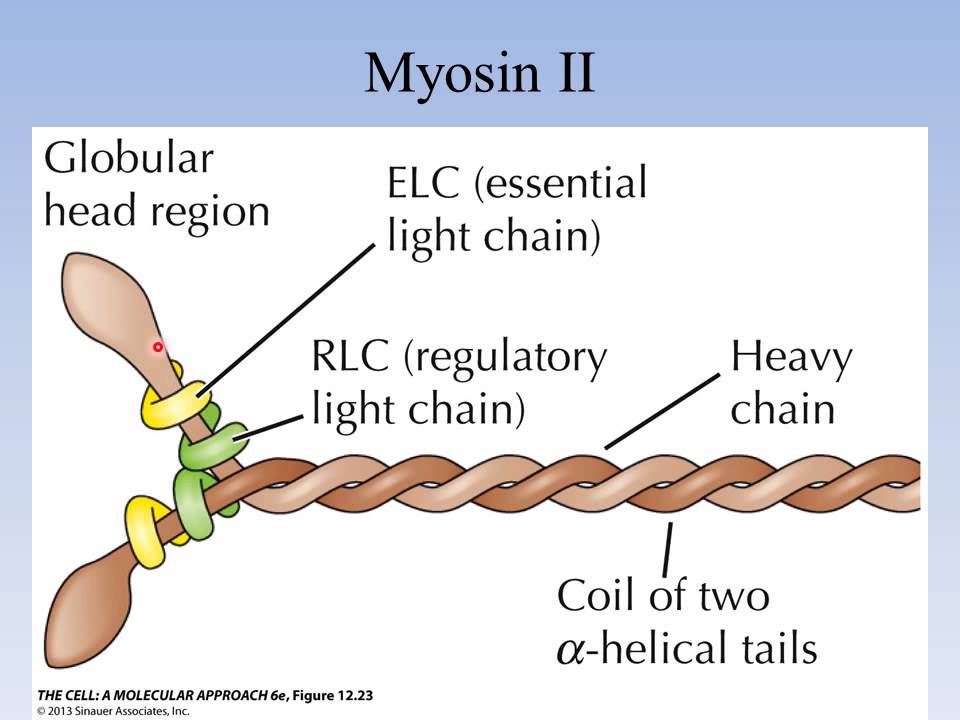 4 1 Cytoskeleton and Cell Movement VoiceOver