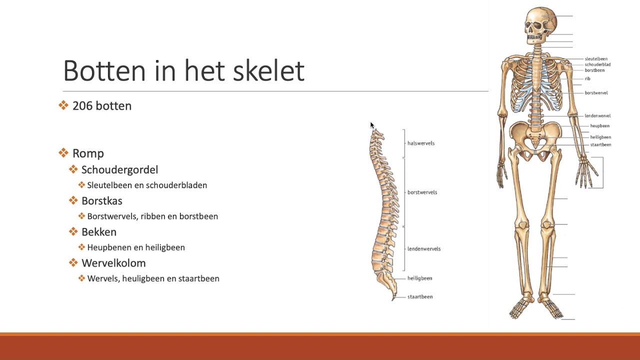 5.1 - Het skelet van de mens