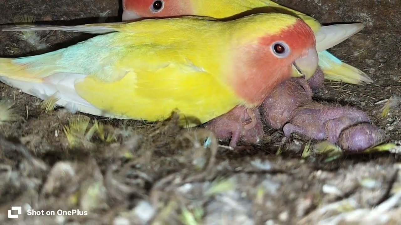 lovebirds //cocktail //baddie