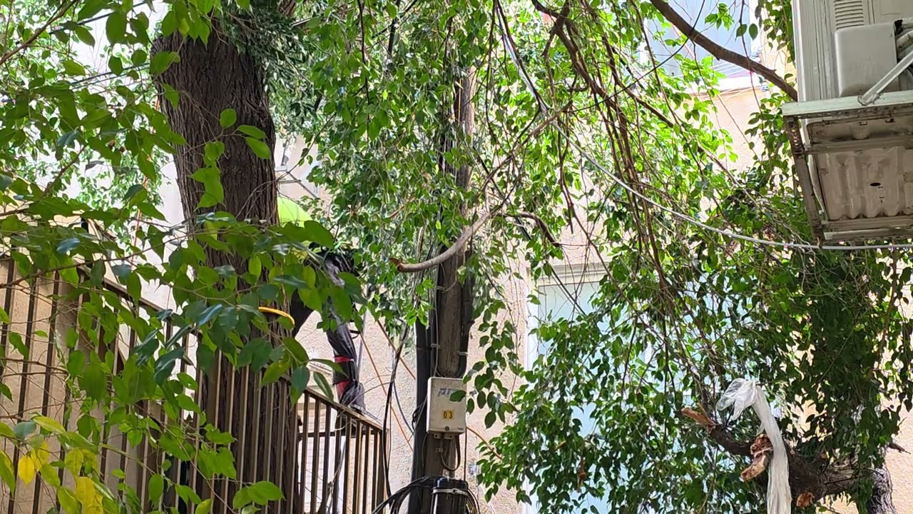 Respect # 2401 Our Rabbi - David Gusiatinsky. Tree Pruning. הרב שלנו - דוד גוסיאטינסקי